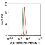 CASP9 Antibody in Flow Cytometry (Flow)
