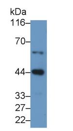 CASP9 Polyclonal Antibody