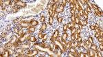 Catalase Antibody in Immunohistochemistry (Paraffin) (IHC (P))