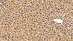 Catalase Antibody in Immunohistochemistry (Paraffin) (IHC (P))