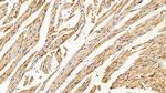 Catalase Antibody in Immunohistochemistry (Paraffin) (IHC (P))
