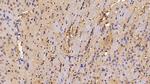 Catalase Antibody in Immunohistochemistry (Paraffin) (IHC (P))