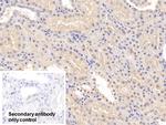 COMT Antibody in Immunohistochemistry (Paraffin) (IHC (P))