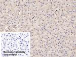 COMT Antibody in Immunohistochemistry (Paraffin) (IHC (P))