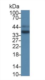 Cathepsin Z Antibody in Western Blot (WB)