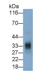 Cathepsin Z Antibody in Western Blot (WB)