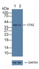 Cathepsin Z Antibody in Western Blot (WB)