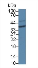 Cathepsin Z Antibody in Western Blot (WB)