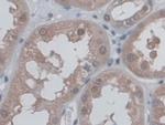 CD300c Antibody in Immunohistochemistry (Paraffin) (IHC (P))