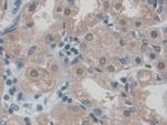 CD300c Antibody in Immunohistochemistry (Paraffin) (IHC (P))