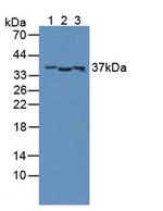CD300c Antibody in Western Blot (WB)