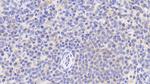 CD5 Antibody in Immunohistochemistry (Paraffin) (IHC (P))