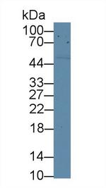 CD5 Antibody in Western Blot (WB)
