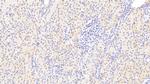 CREG1 Polyclonal Antibody