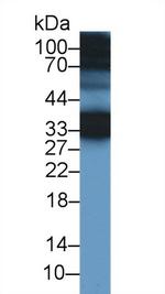 CREG1 Antibody in Western Blot (WB)