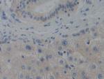 CENPH Polyclonal Antibody