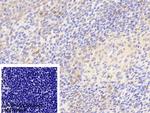 TCP-1 beta Antibody in Immunohistochemistry (Paraffin) (IHC (P))