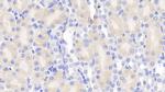 Chemerin Antibody in Immunohistochemistry (Paraffin) (IHC (P))