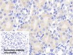 Chemerin Antibody in Immunohistochemistry (Paraffin) (IHC (P))