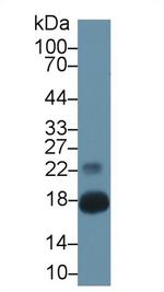 Chemerin Antibody in Western Blot (WB)