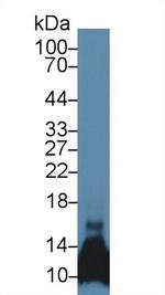 CCL6 Polyclonal Antibody