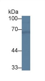 CHN2 Antibody in Western Blot (WB)