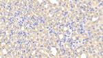 CHRDL1 Antibody in Immunohistochemistry (Paraffin) (IHC (P))
