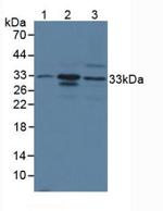 Mast Cell Chymase Polyclonal Antibody