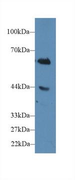 CD15 Polyclonal Antibody