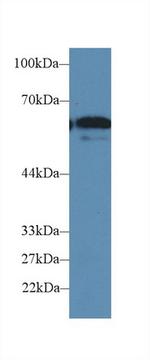 CD15 Antibody in Western Blot (WB)