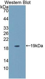 CD164 Antibody in Western Blot (WB)