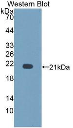 CD164 Antibody in Western Blot (WB)