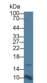 CD164 Polyclonal Antibody