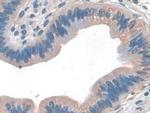 DC-SIGN Antibody in Immunohistochemistry (Paraffin) (IHC (P))