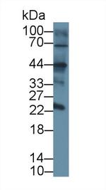 DC-SIGN Antibody in Western Blot (WB)
