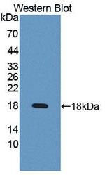 DC-SIGN Antibody in Western Blot (WB)