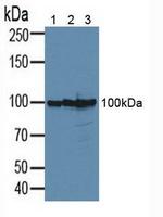 B7-H3 Antibody in Western Blot (WB)