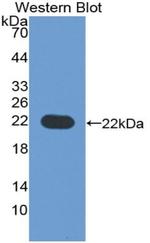 B7-H3 Antibody in Western Blot (WB)