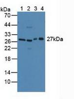 CD301 Antibody in Western Blot (WB)
