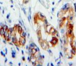 CD36 Polyclonal Antibody