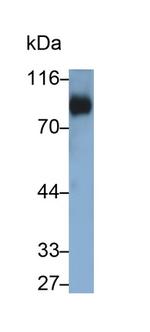 CD42d Antibody in Western Blot (WB)