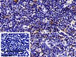 COTL1 Antibody in Immunohistochemistry (Paraffin) (IHC (P))