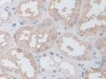 COTL1 Antibody in Immunohistochemistry (Paraffin) (IHC (P))