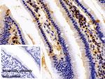 COTL1 Antibody in Immunohistochemistry (Paraffin) (IHC (P))