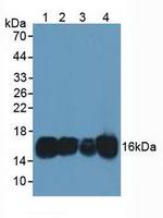 COTL1 Antibody in Western Blot (WB)