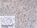 Factor V Antibody in Immunohistochemistry (Paraffin) (IHC (P))