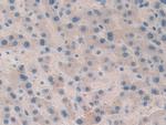 Factor V Antibody in Immunohistochemistry (Paraffin) (IHC (P))