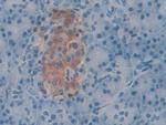Factor V Antibody in Immunohistochemistry (Paraffin) (IHC (P))