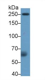Factor V Antibody in Western Blot (WB)