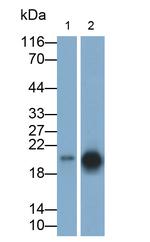 CIRBP Antibody in Western Blot (WB)